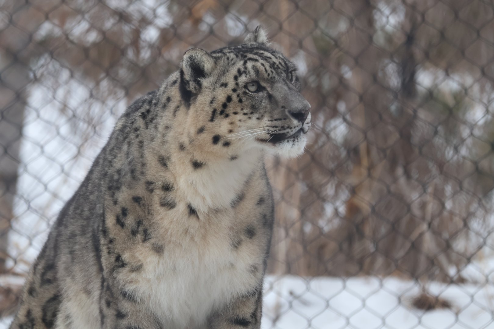 Snow Leopard