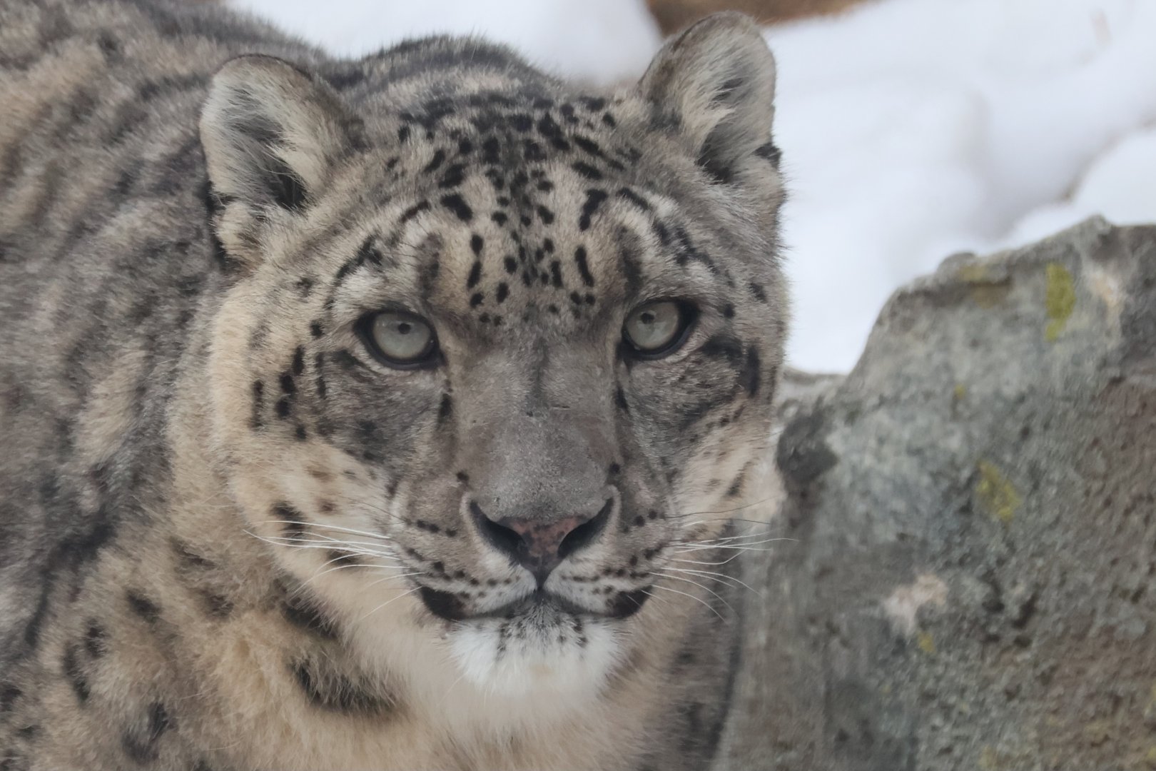 Snow Leopard