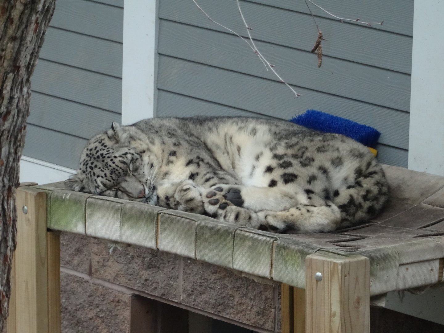 Snow Leopard