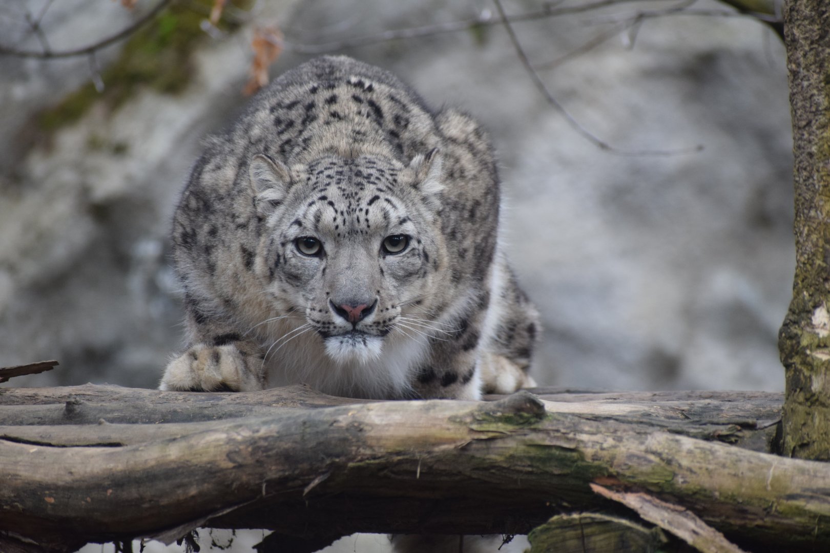 Snow leopard