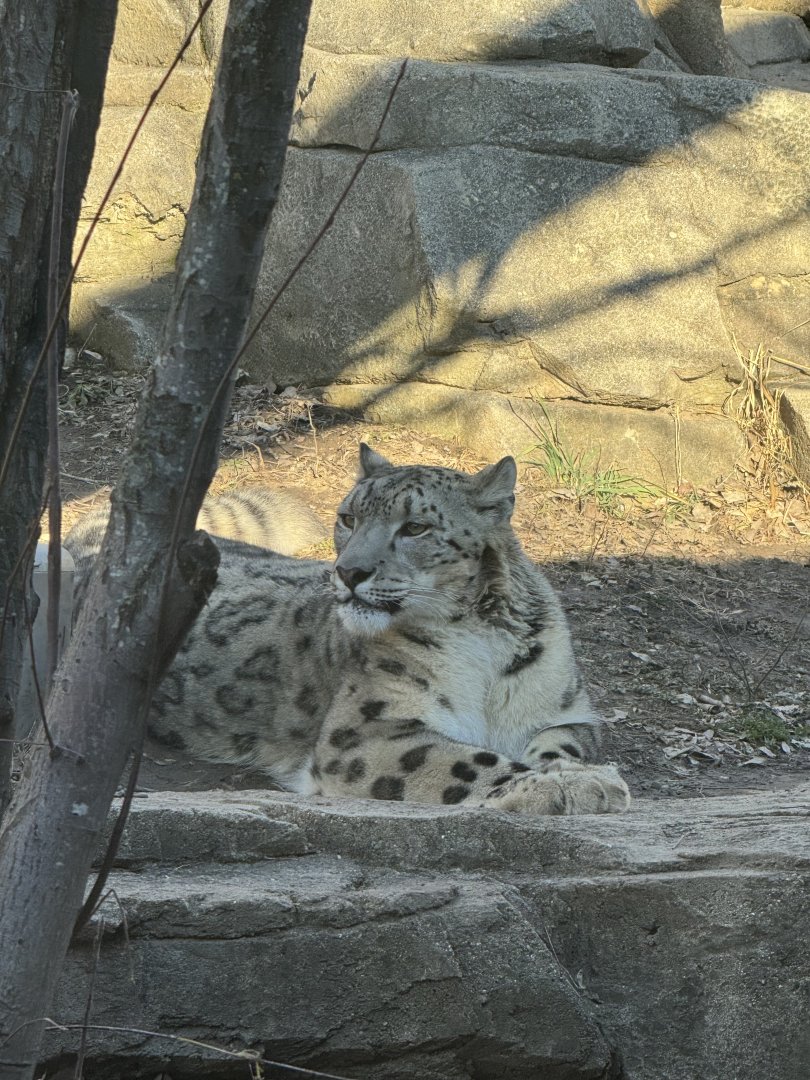 Snow Leopard