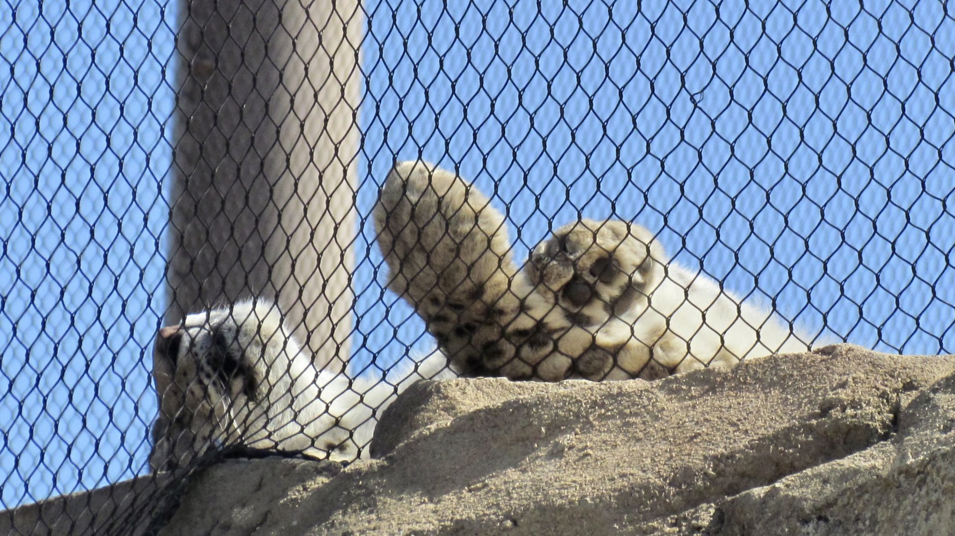 Snow Leopard