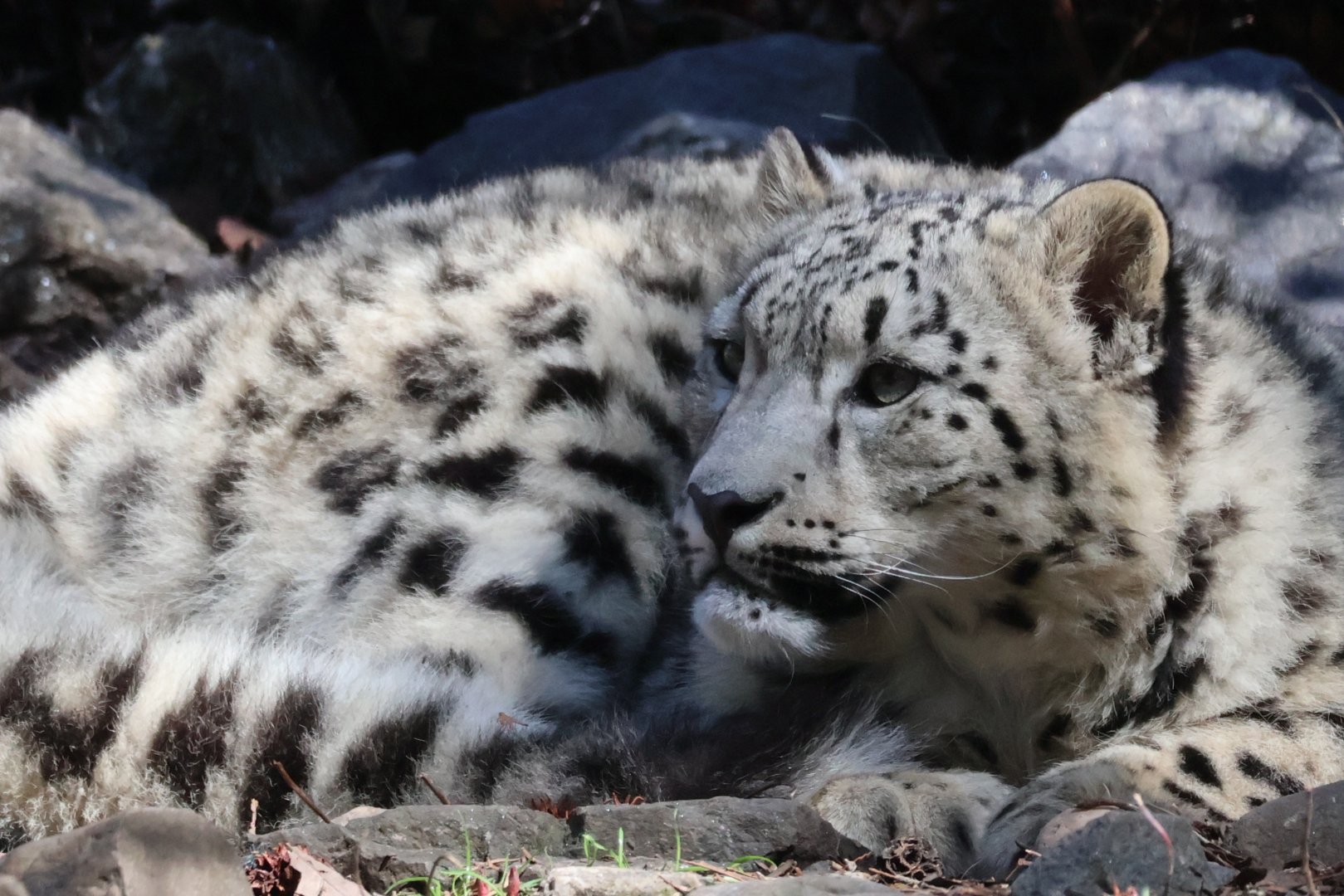 Snow Leopard