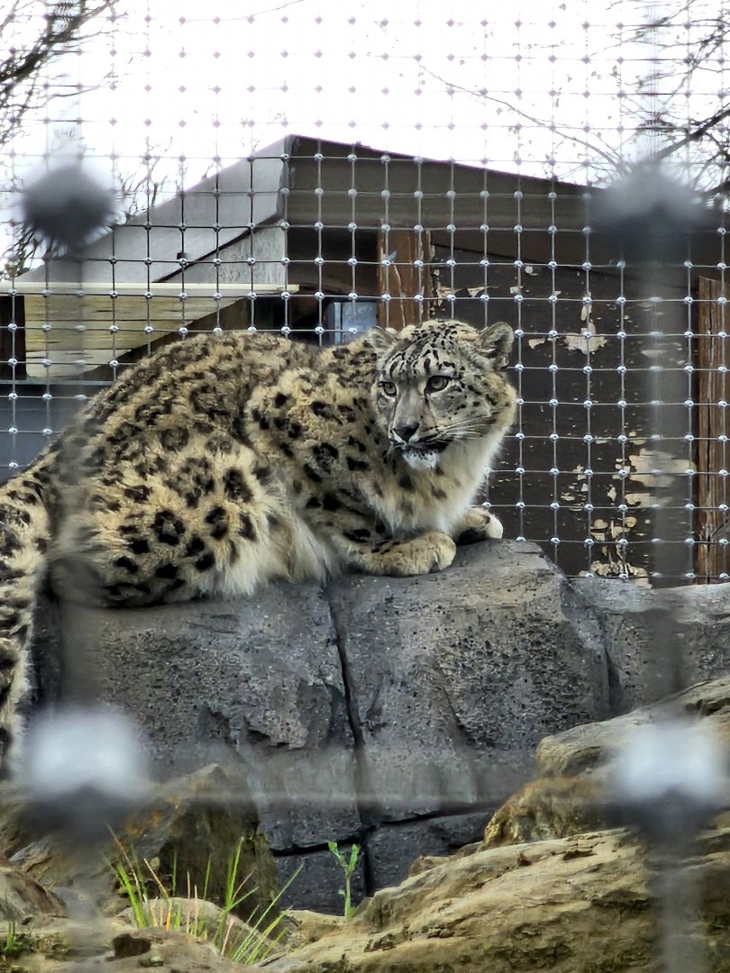 Snow Leopard