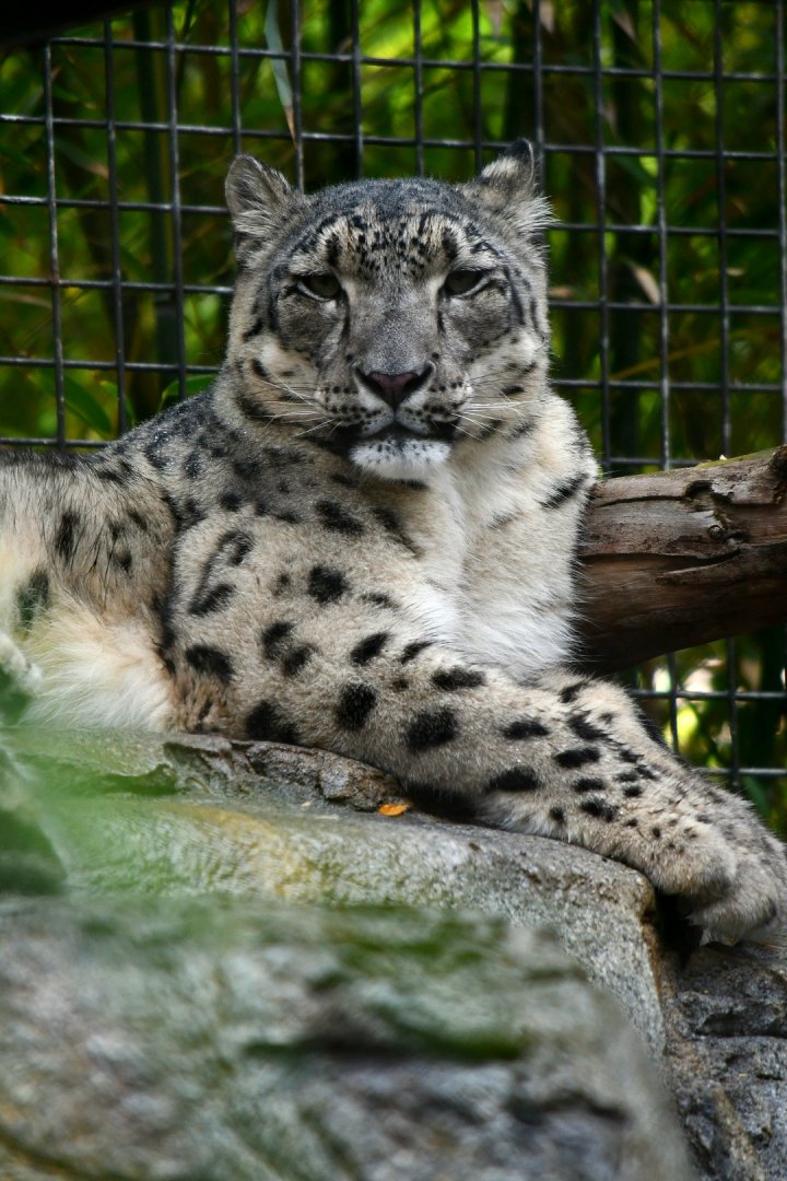 Snow Leopard
