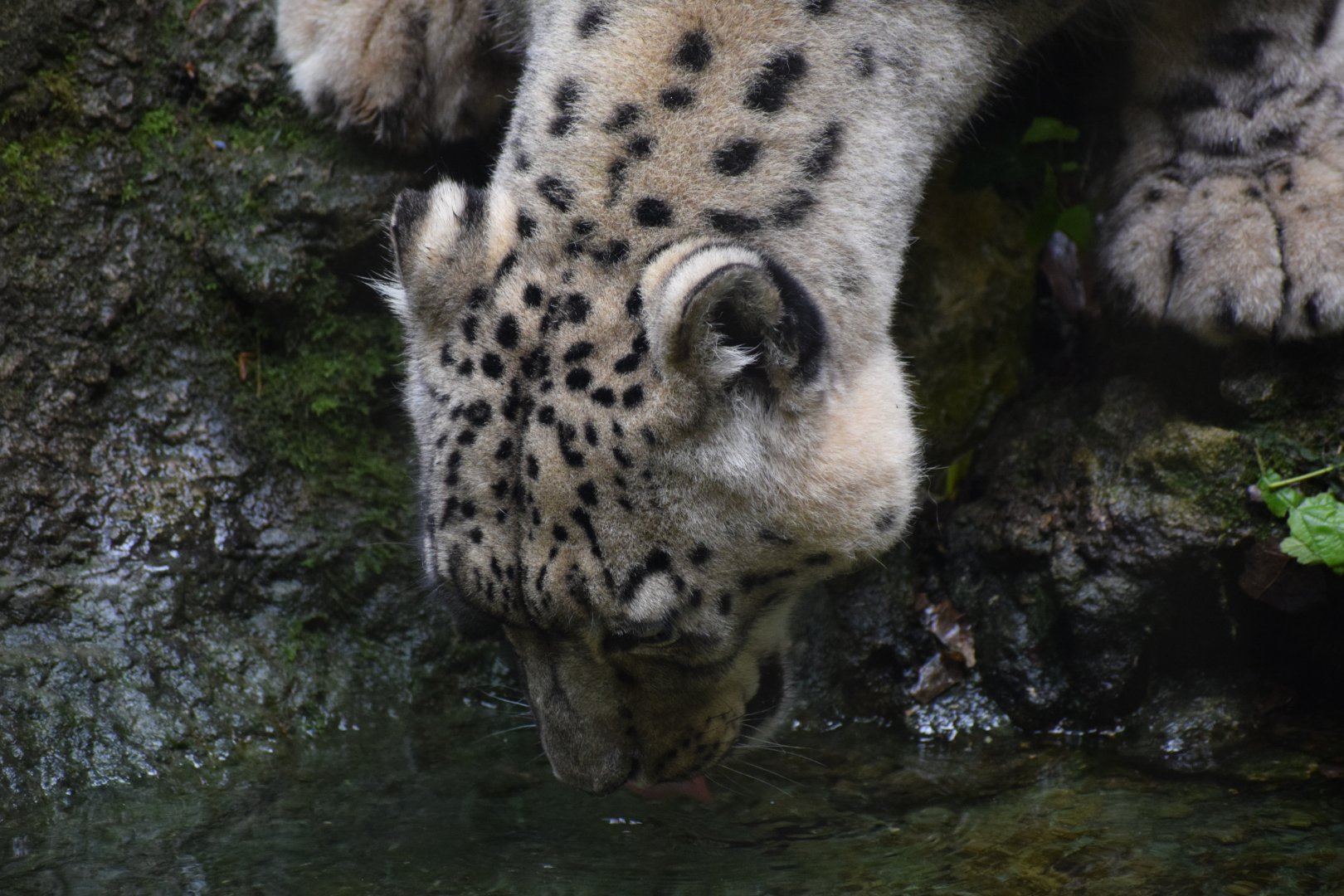 Snow leopard