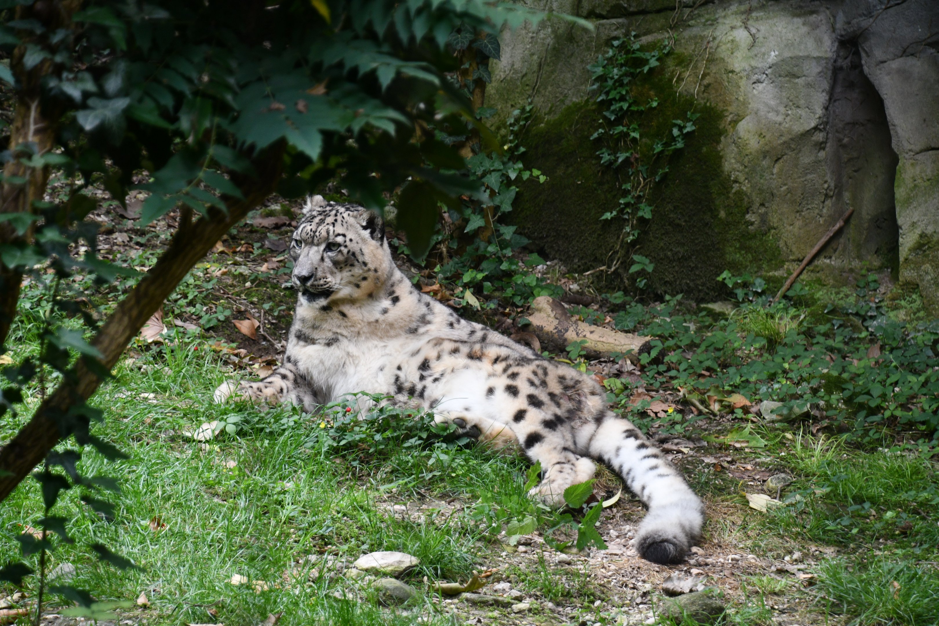 Snow Leopard