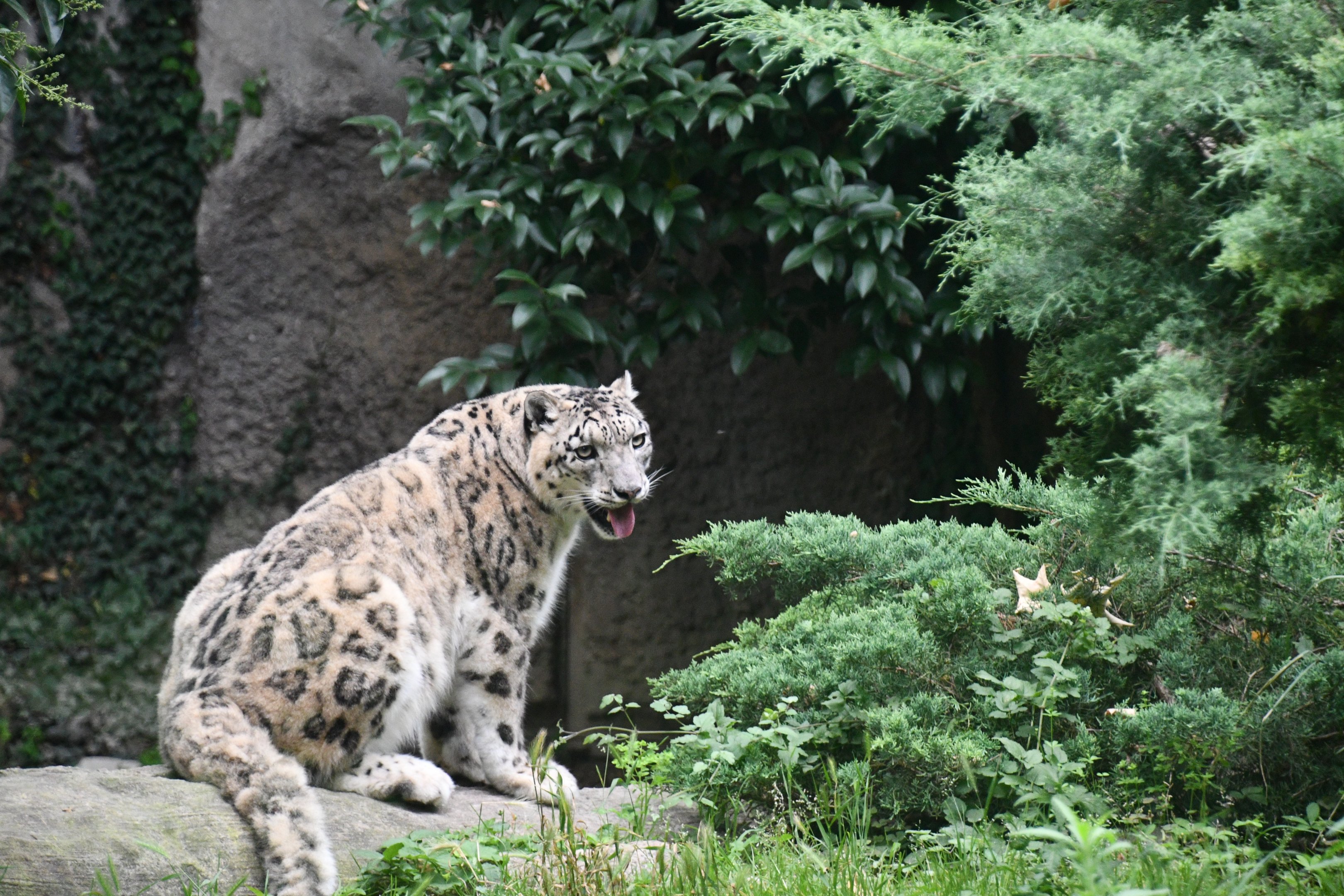 Snow Leopard
