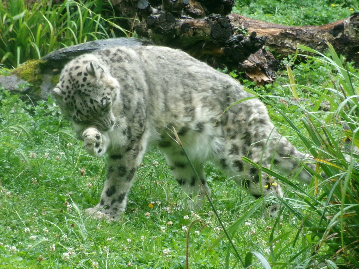 Snow leopard