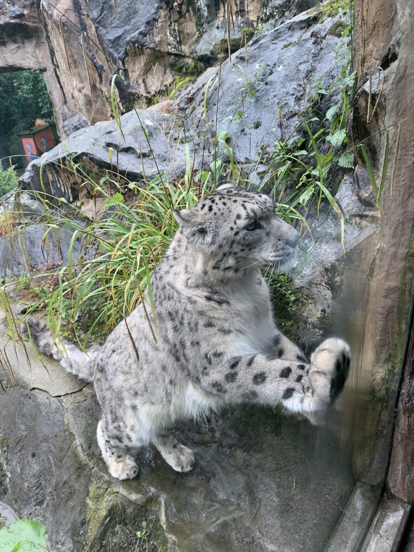 Snow leopard