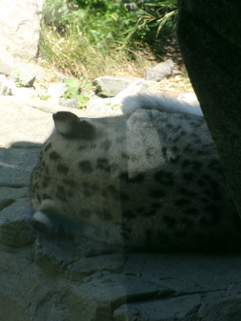 Snow leopard