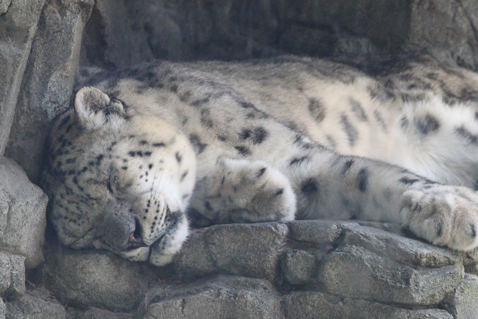 Snow Leopard
