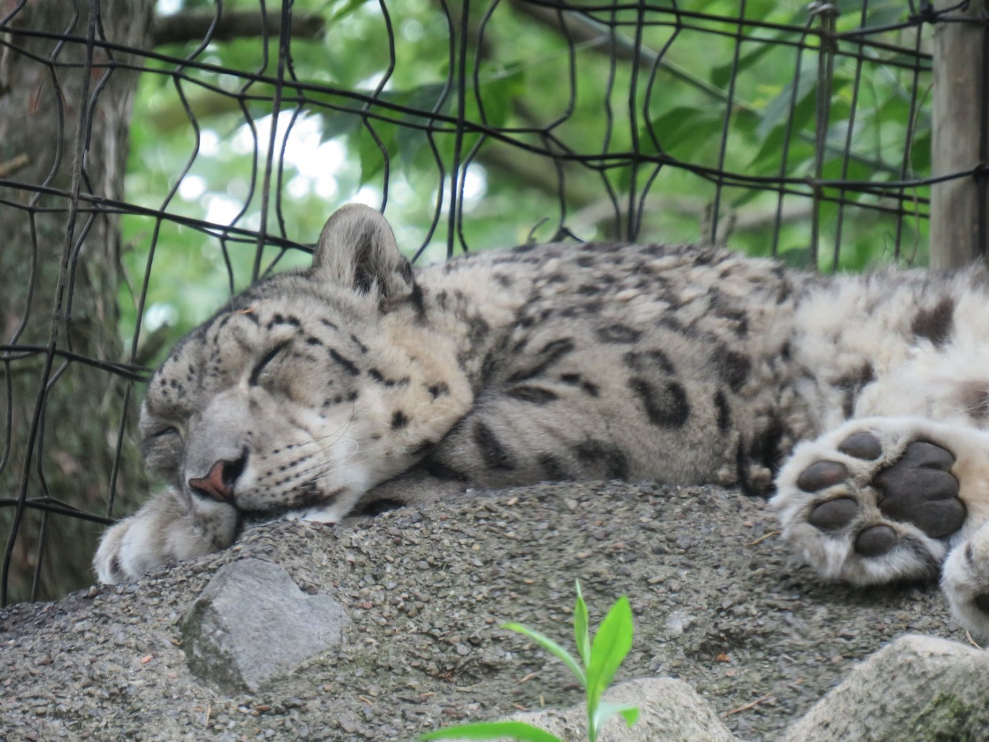 Snow leopard