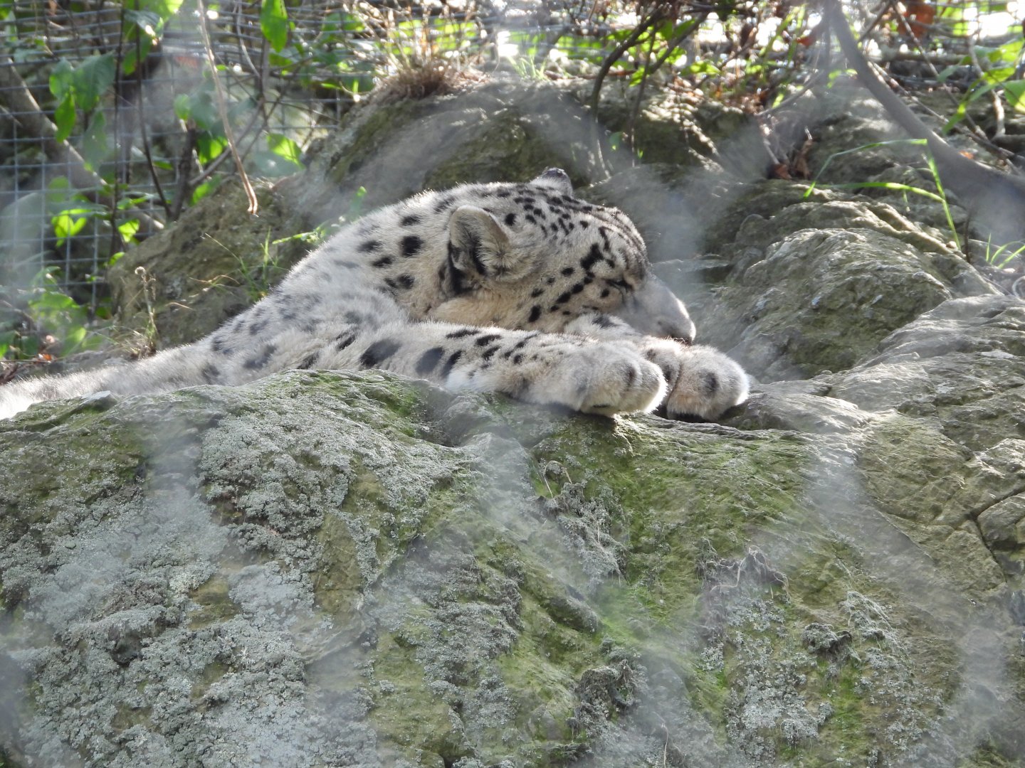 Snow leopard