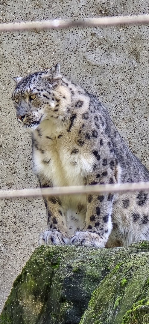 Snow leopard