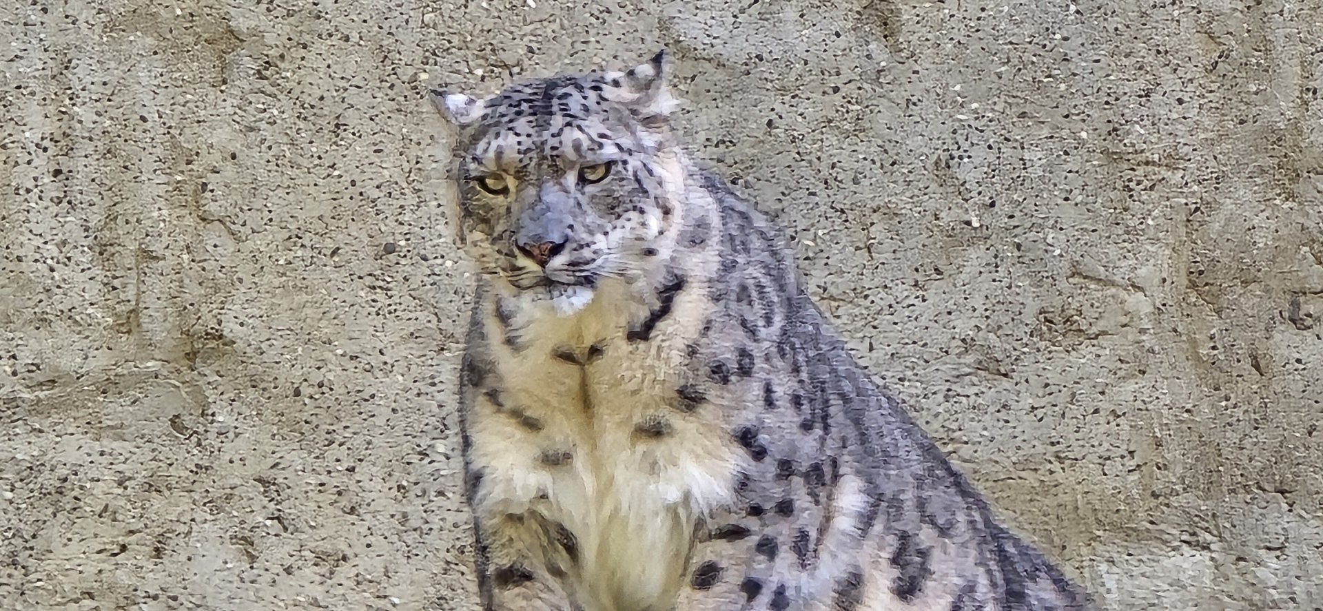 Snow leopard