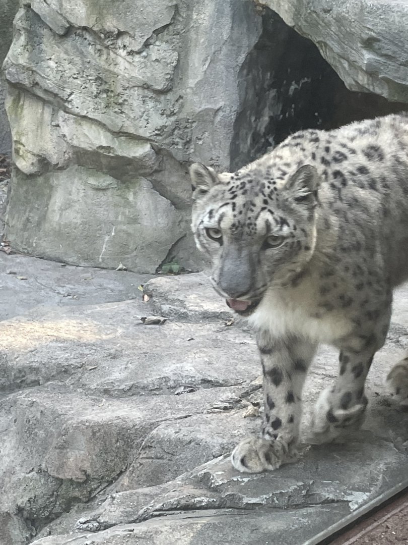 Snow Leopard