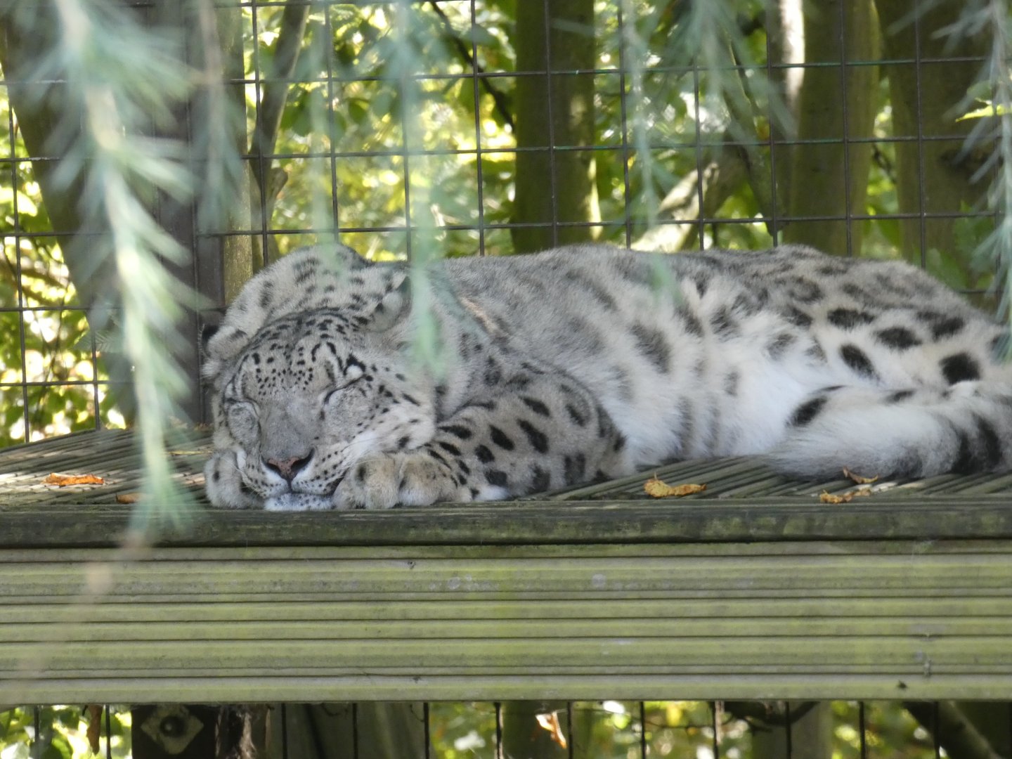 Snow leopard
