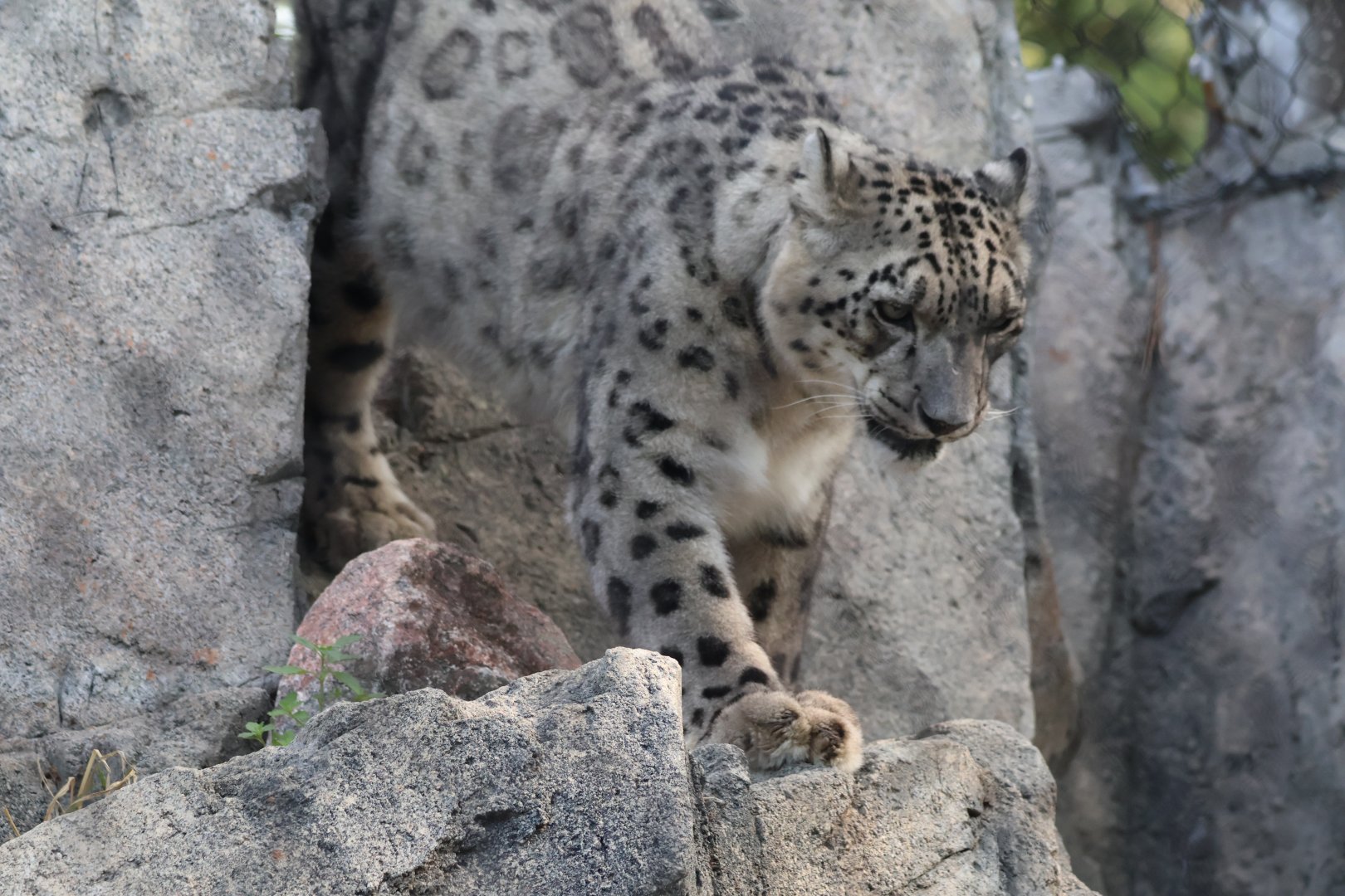 Snow Leopard