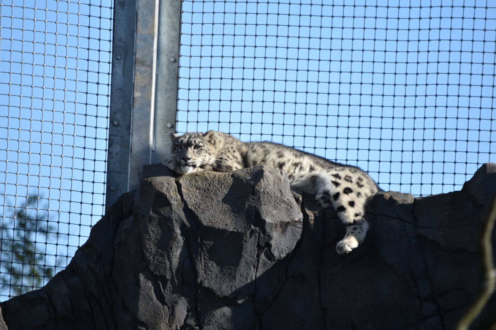 Snow leopard