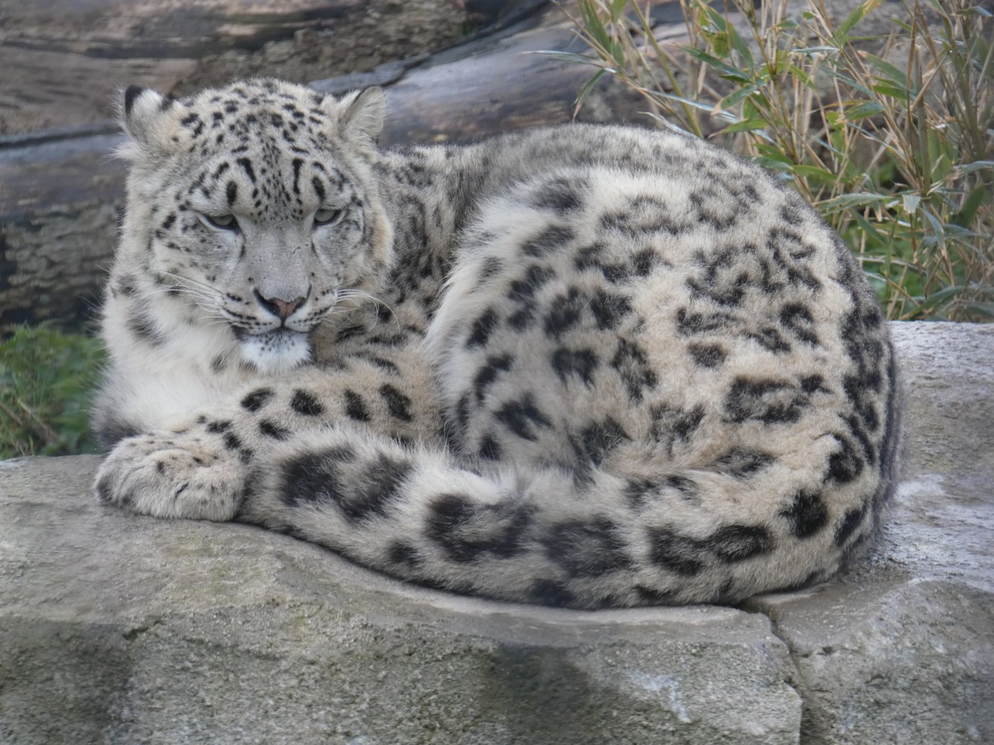 Snow leopard