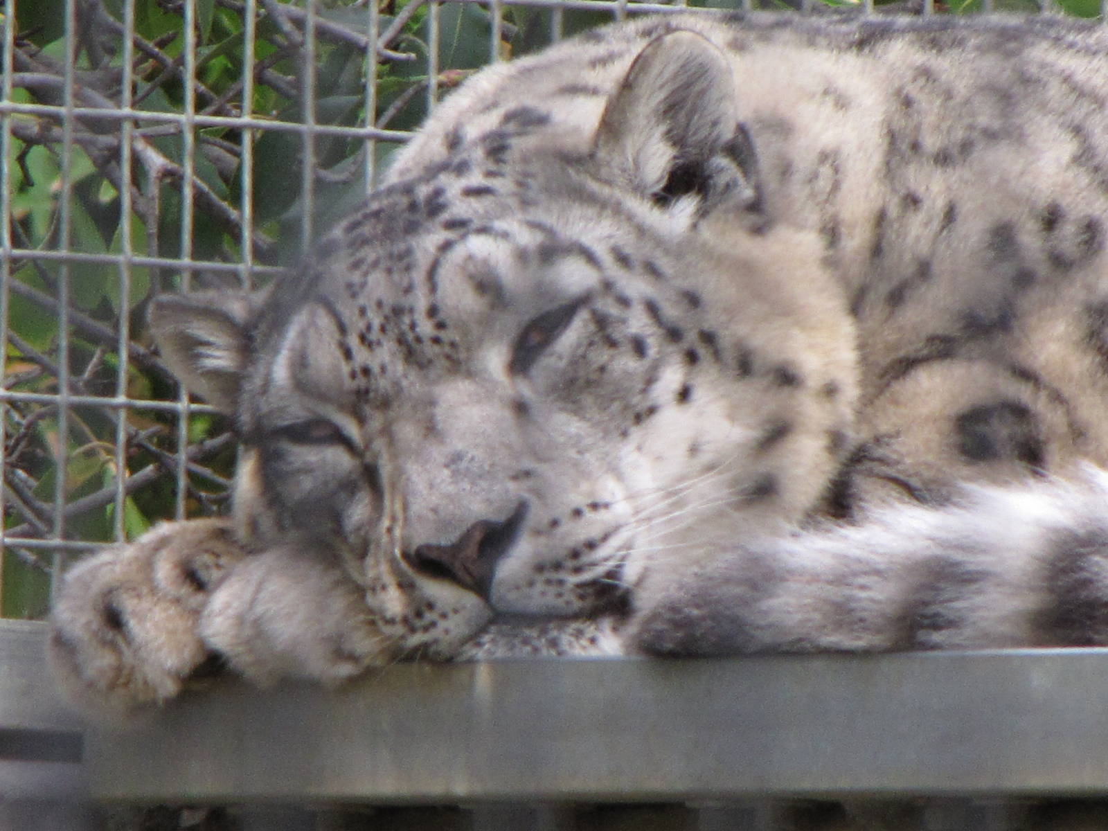 Snow Leopard