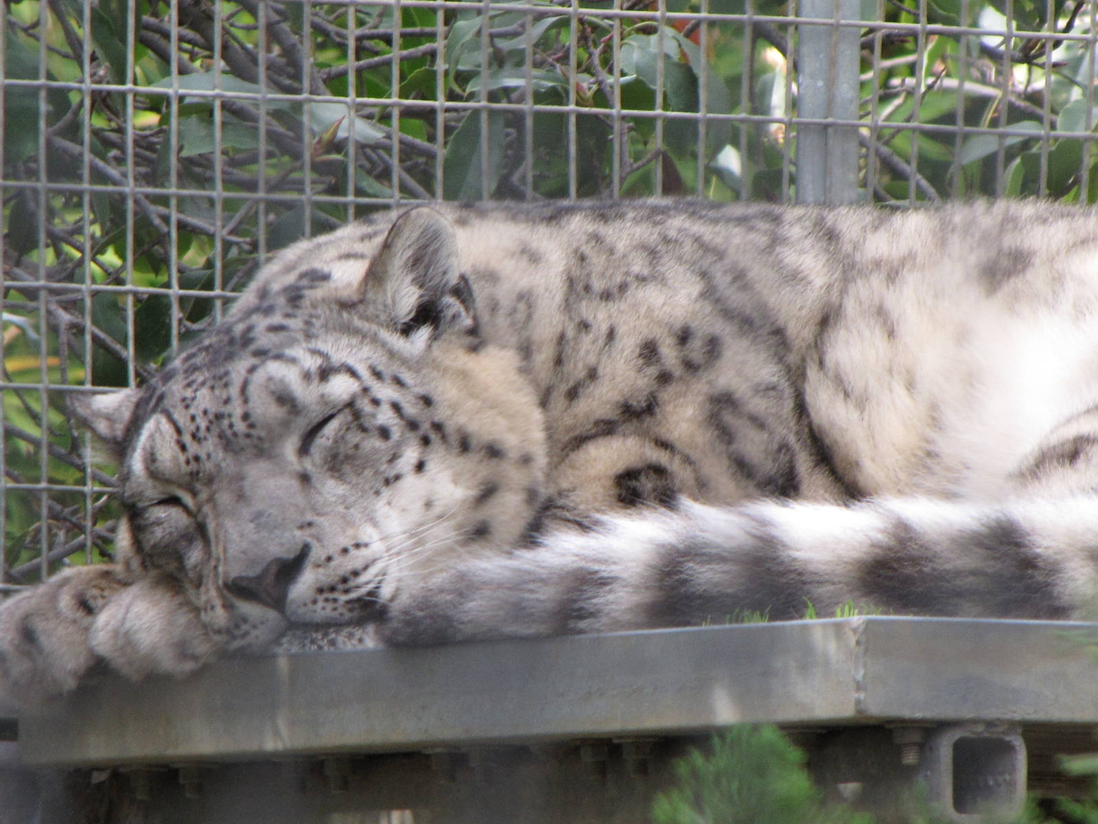 Snow Leopard