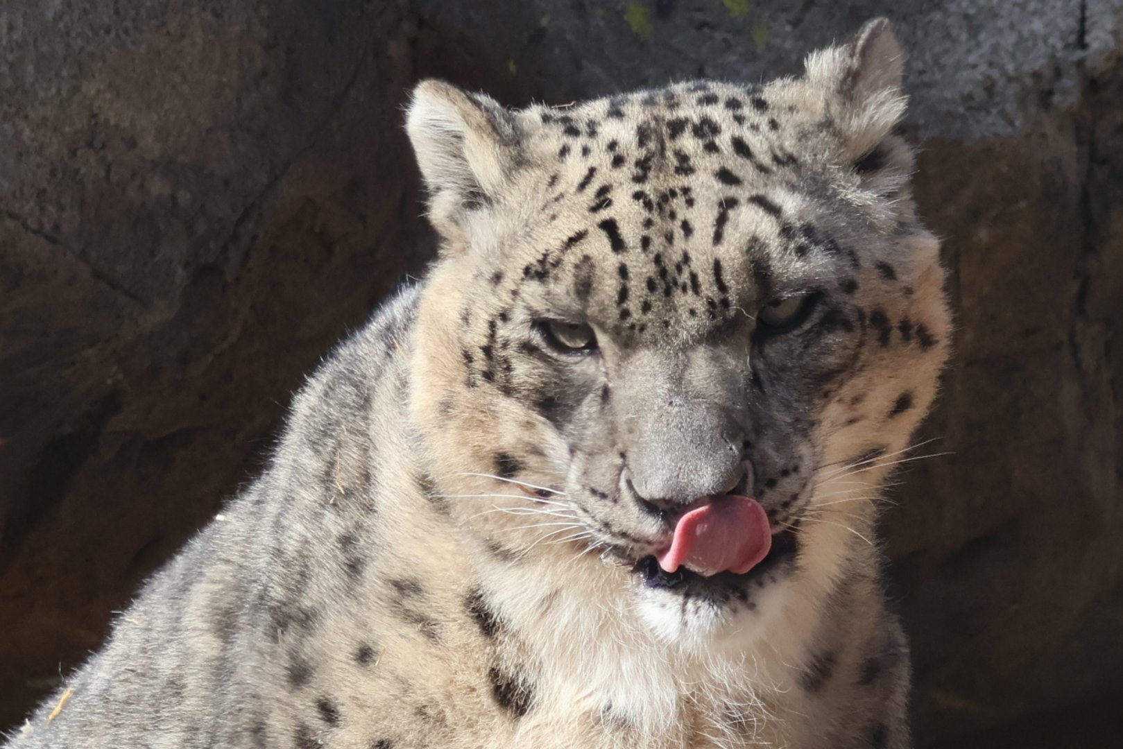 Snow Leopard