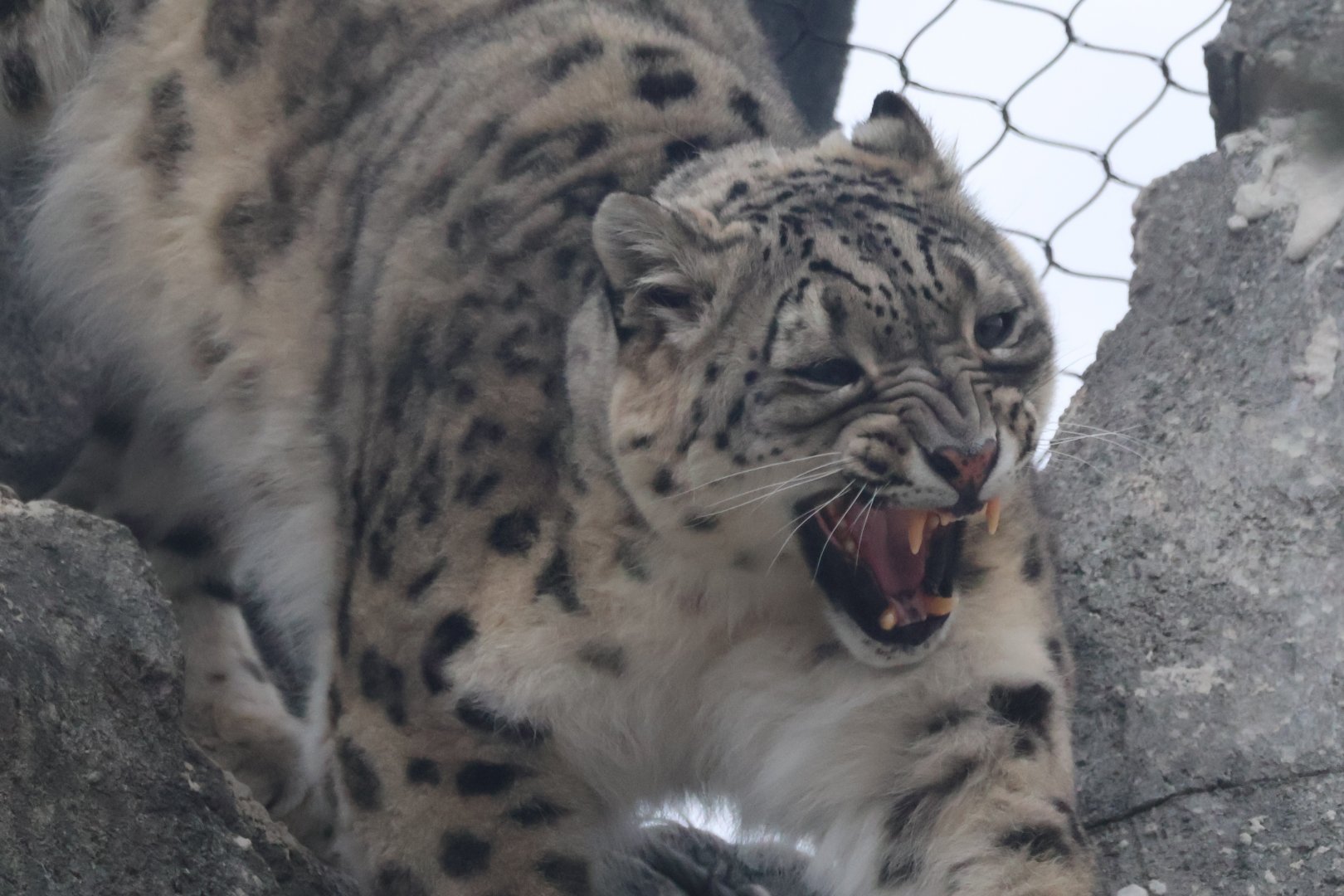 Snow Leopard