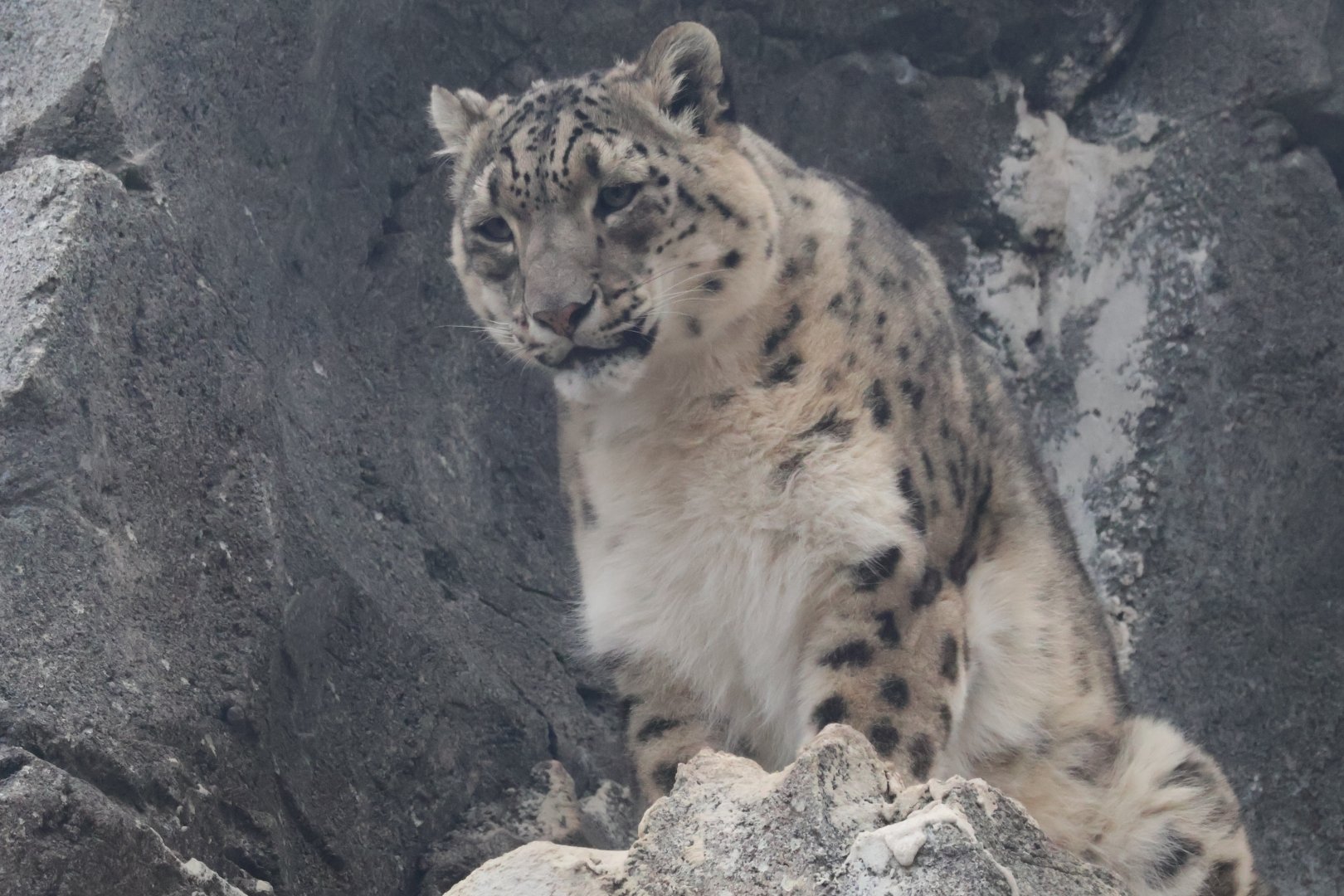 Snow Leopard