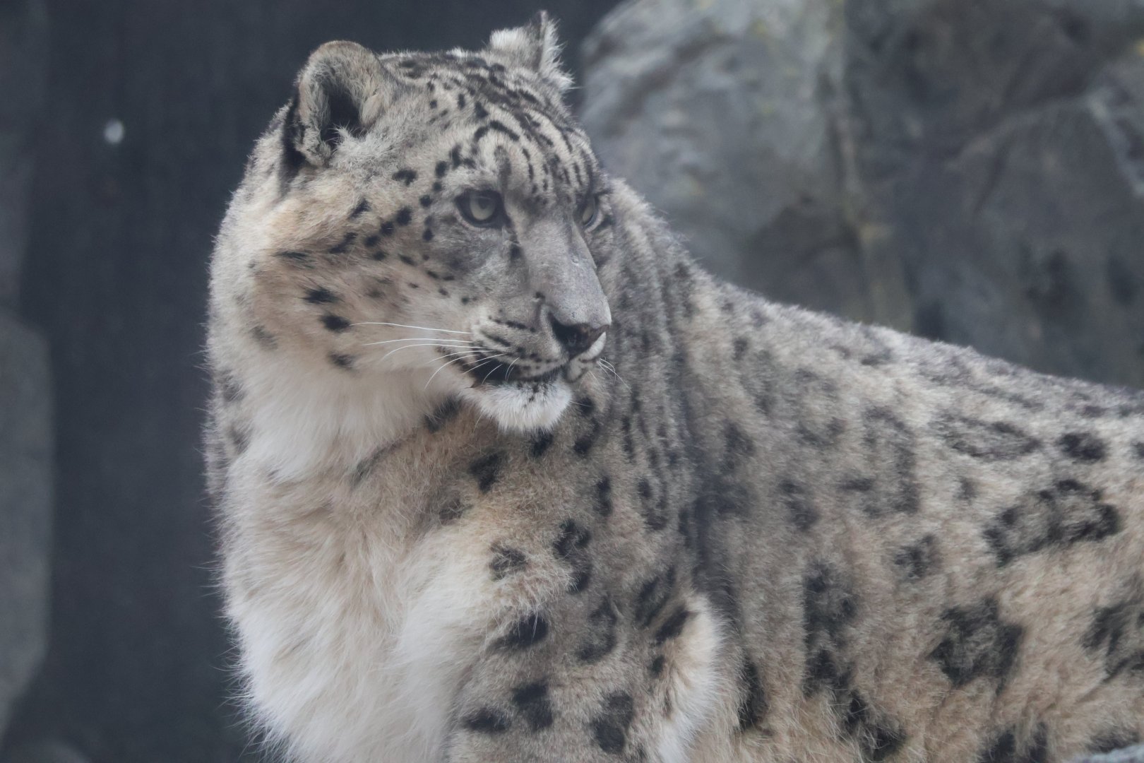 Snow Leopard