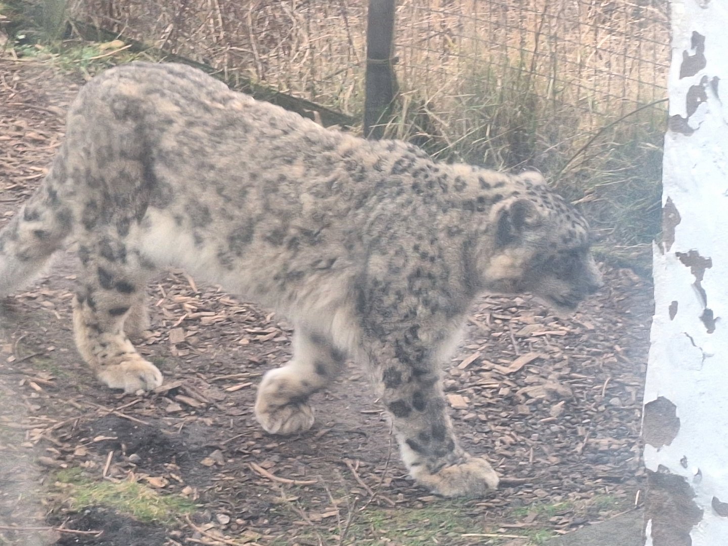 Snow Leopard