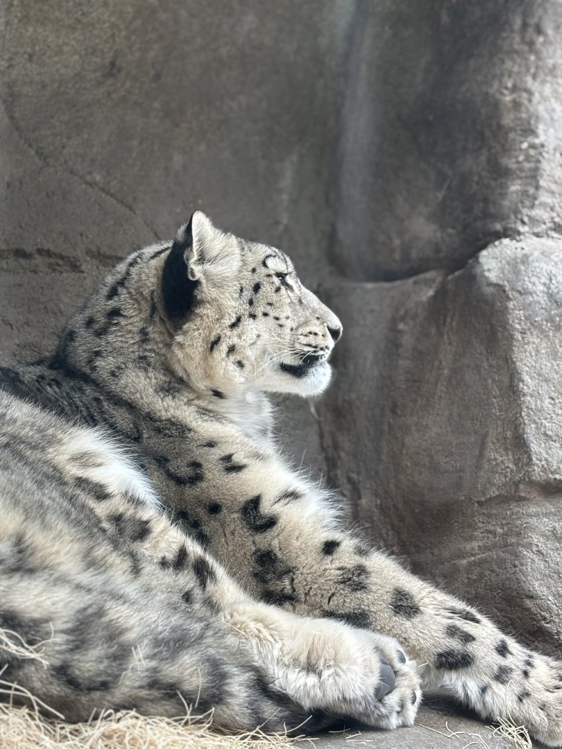 Snow Leopard