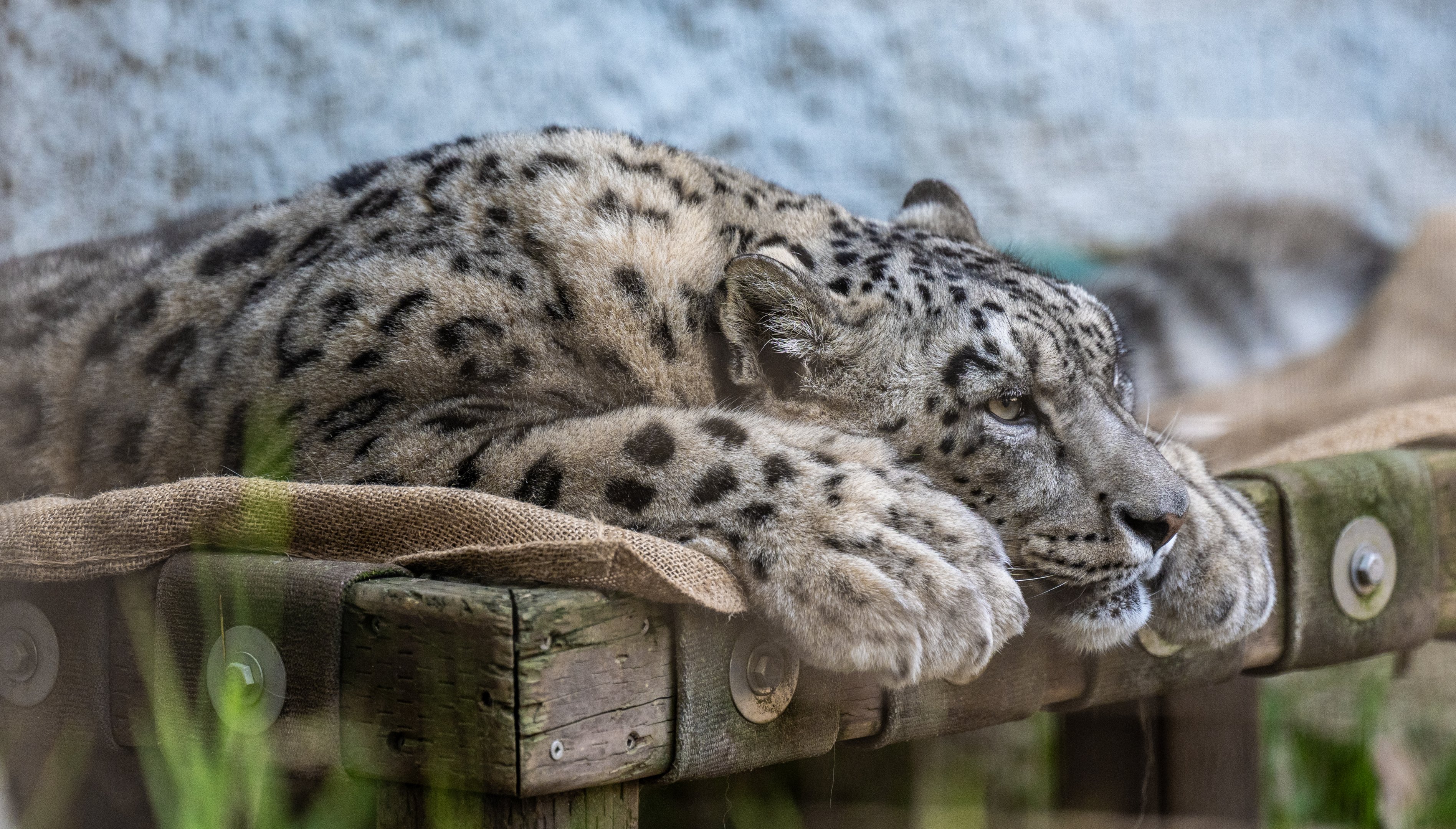 Snow Leopard