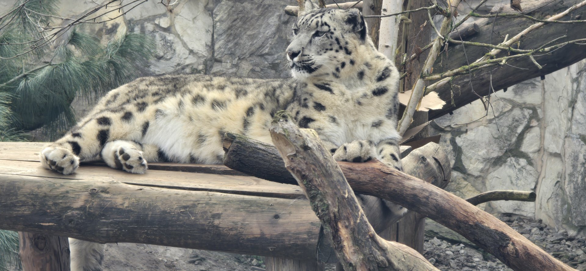 Snow leopard
