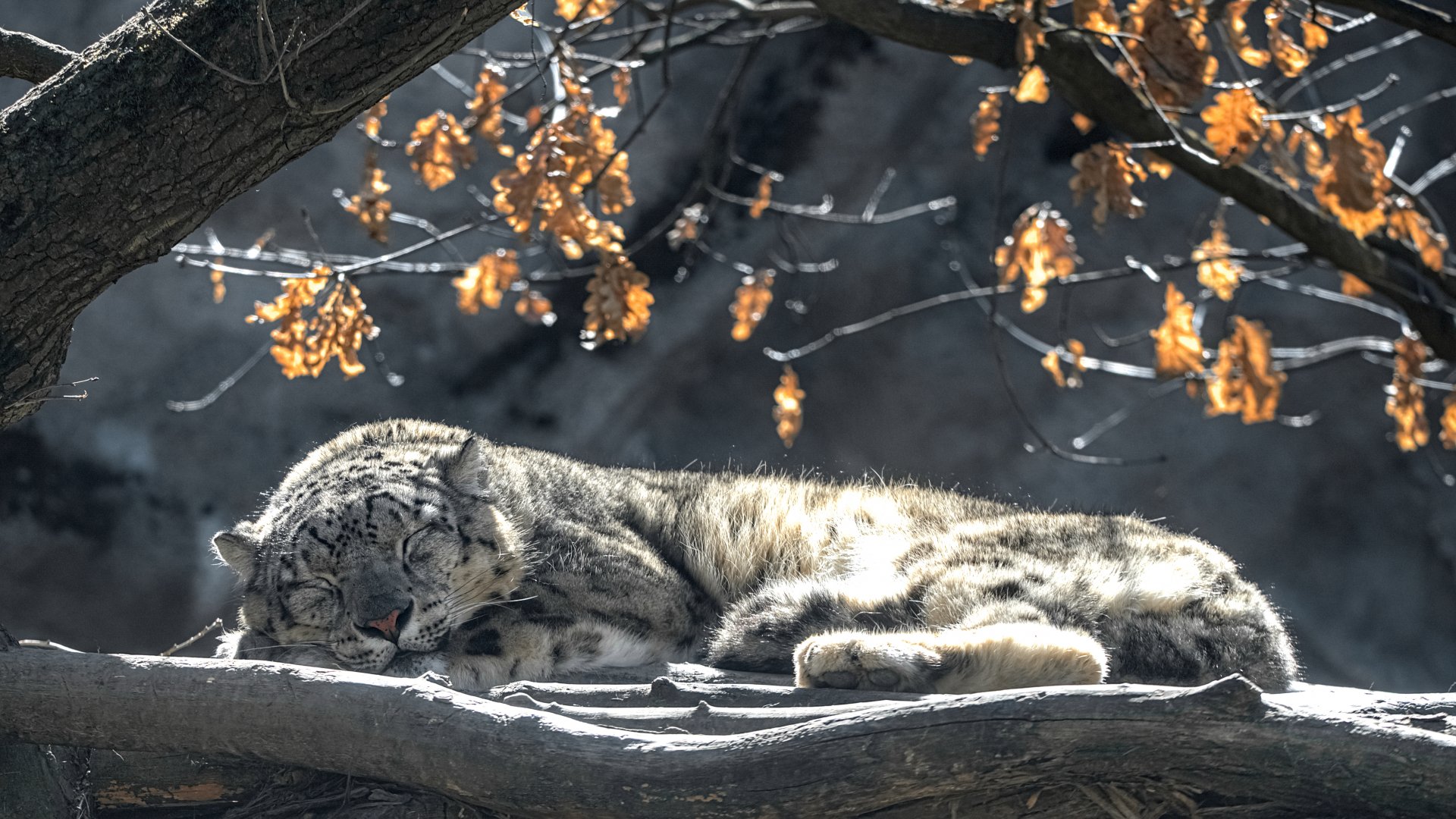 Snow leopard