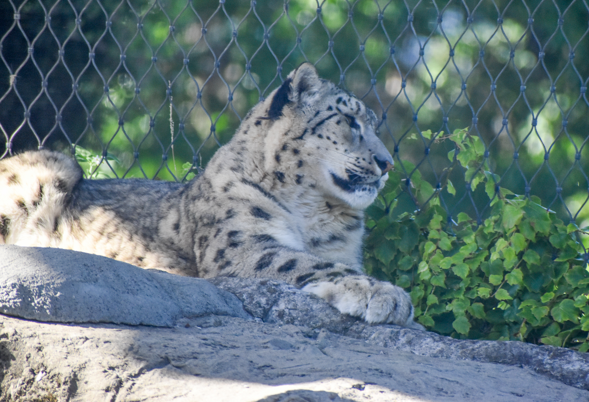 Snow Leopard