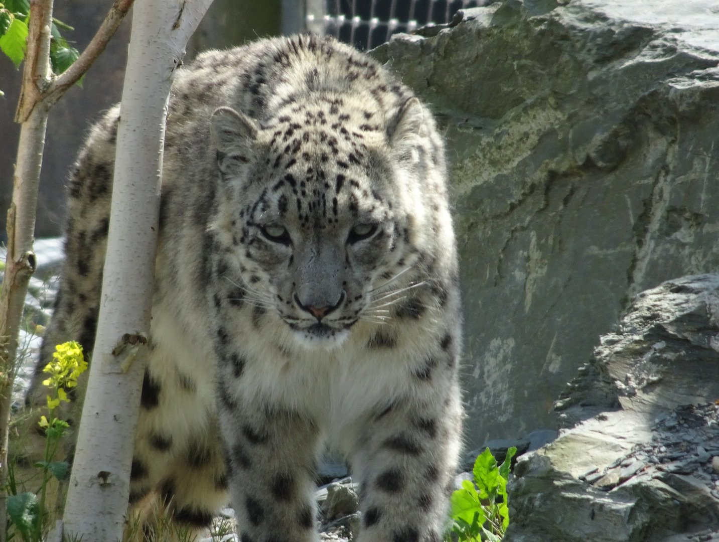 Snow Leopard