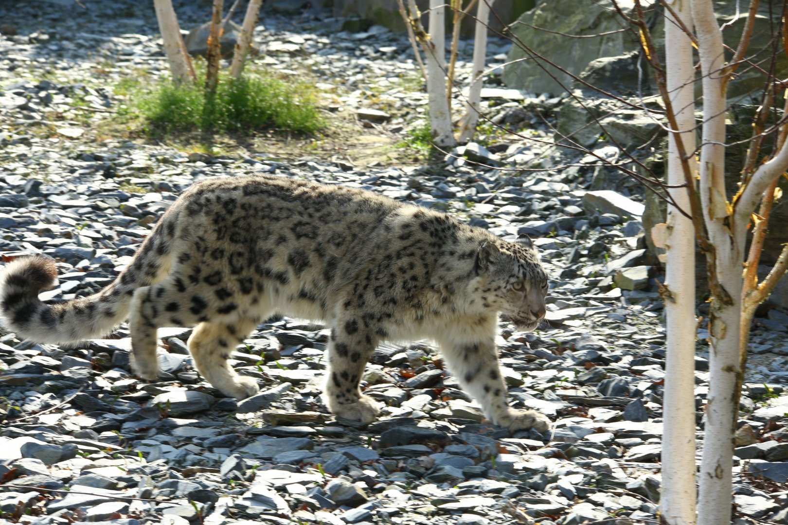 Snow Leopard