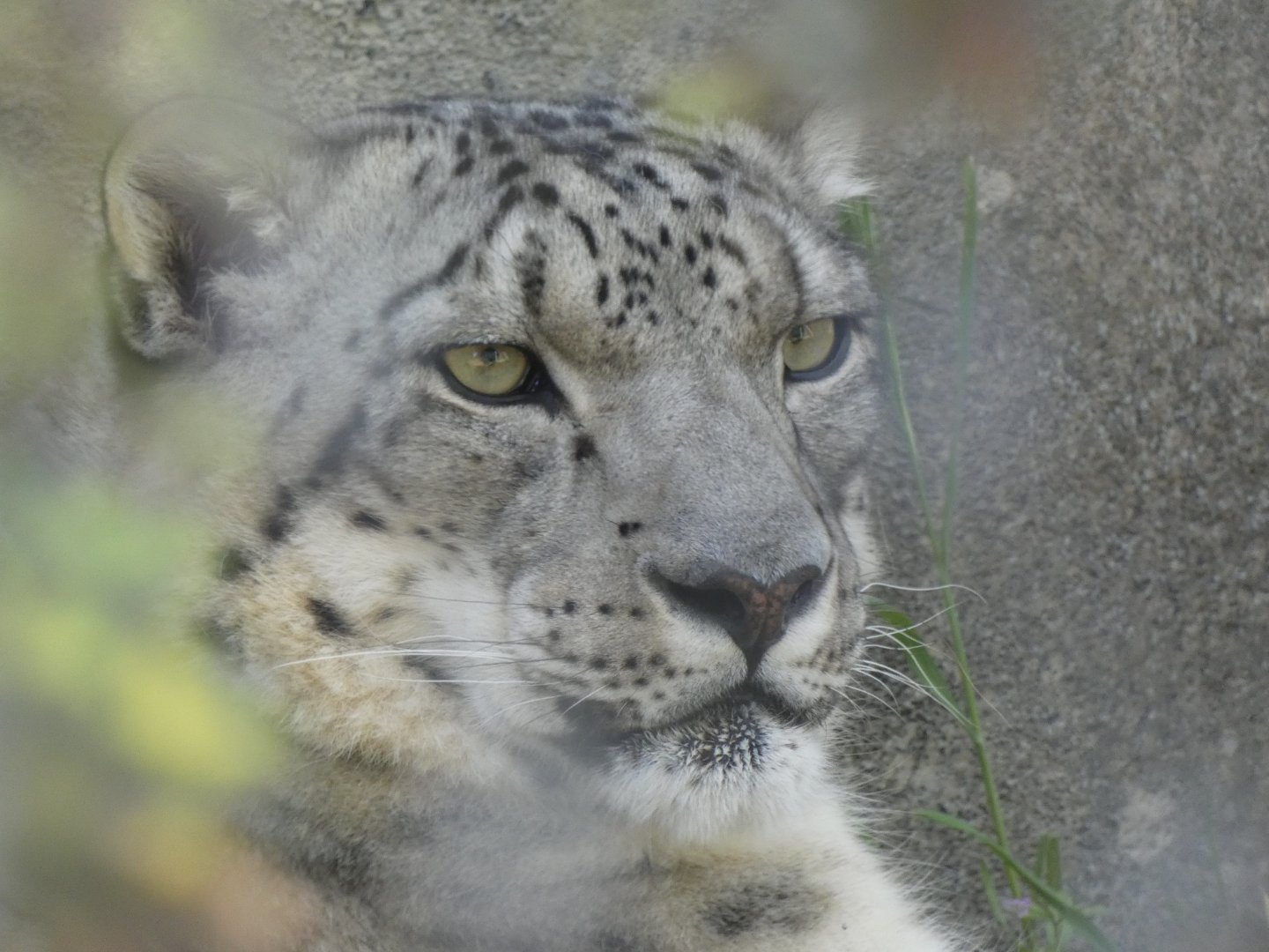 Snow leopard