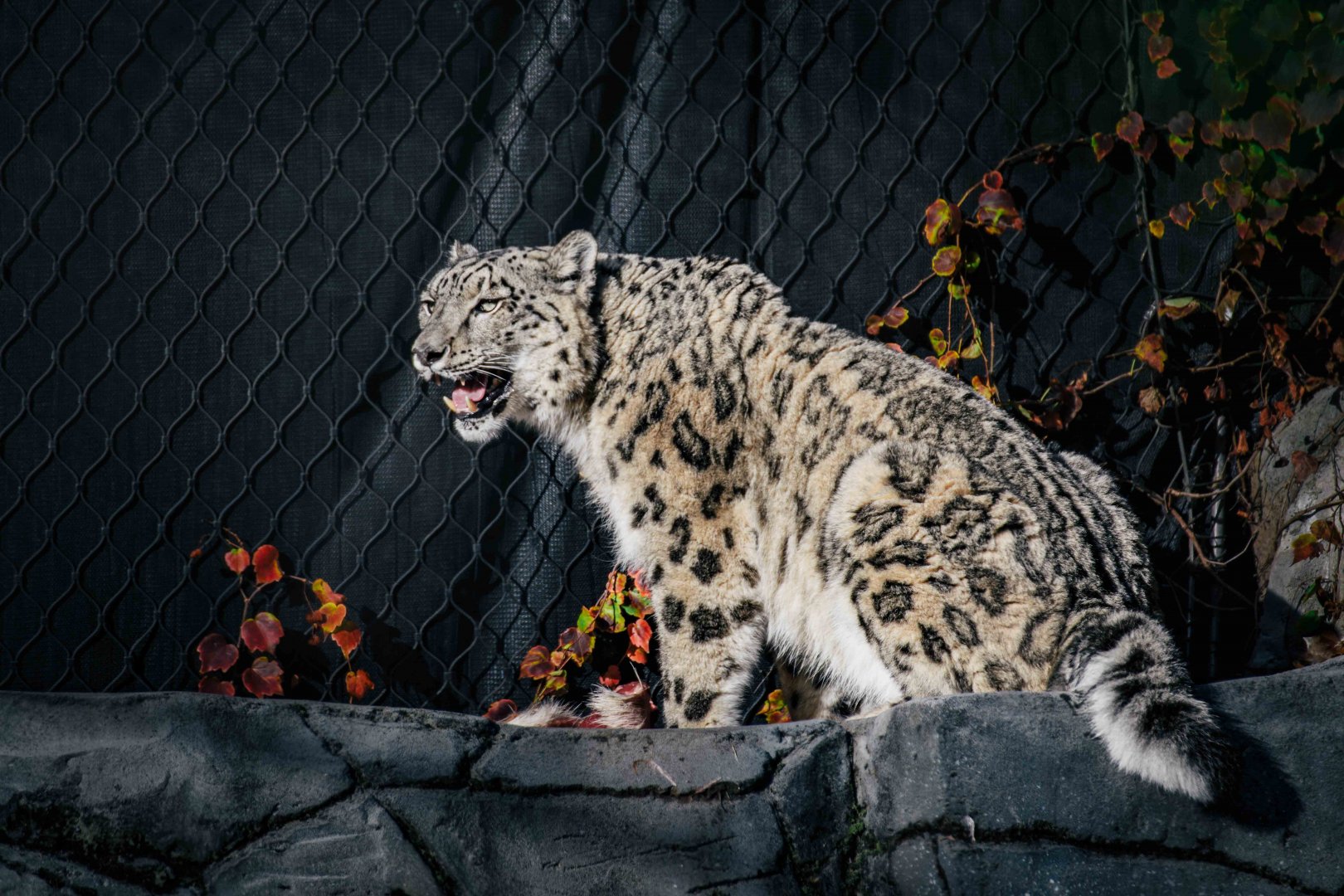 Snow Leopard