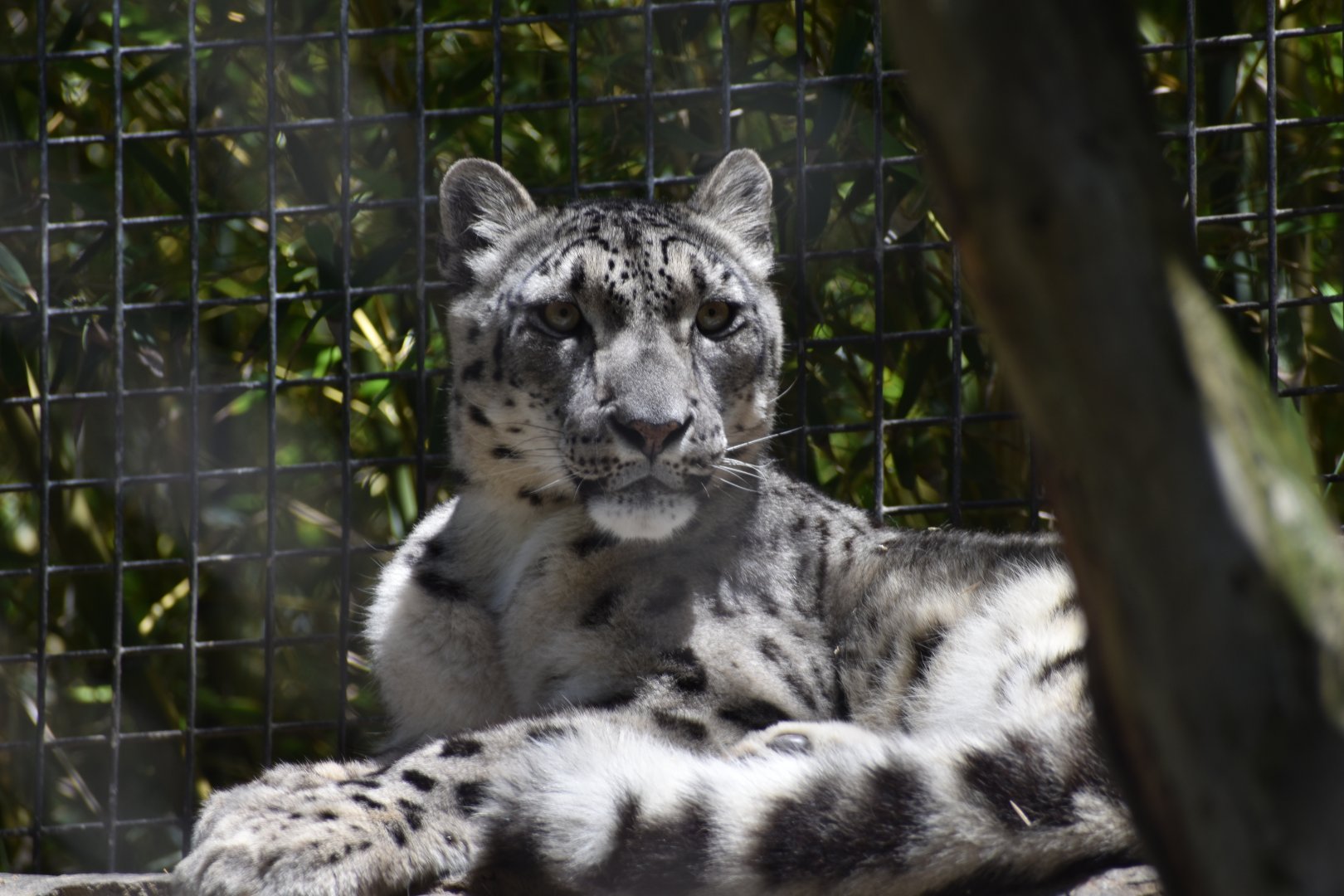 Snow Leopard