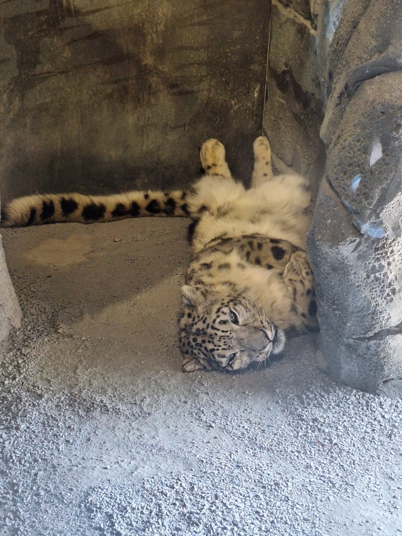 Snow Leopard