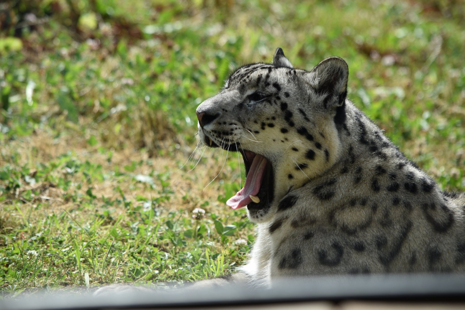 Snow leopard