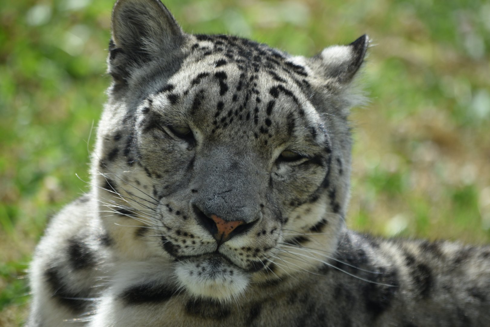 Snow leopard