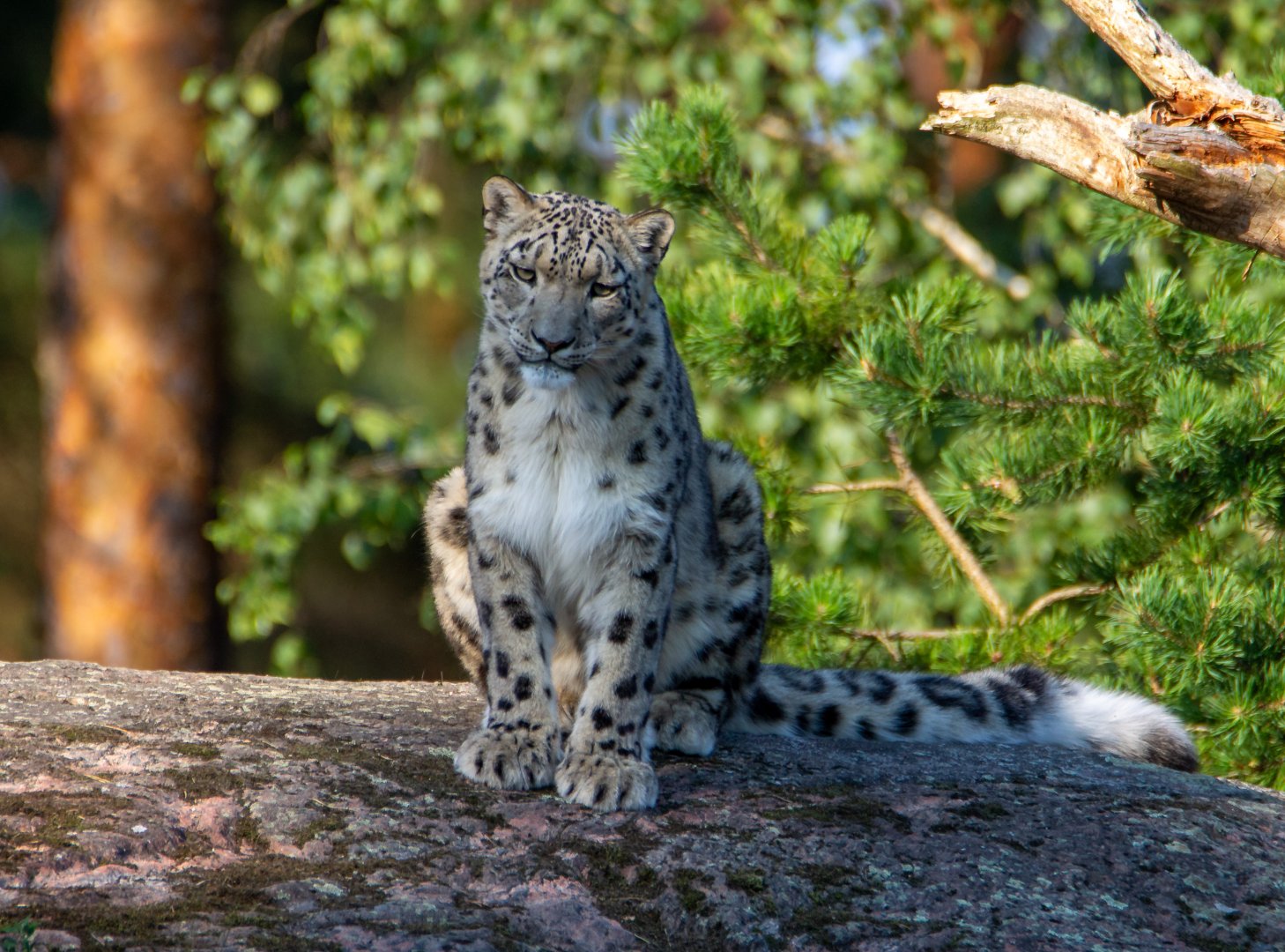 Snow Leopard