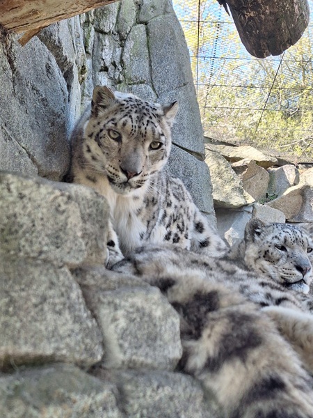Snow leopard
