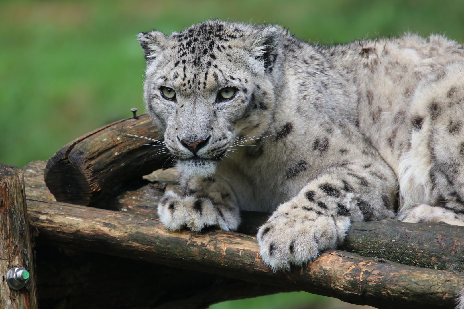 Snow leopard