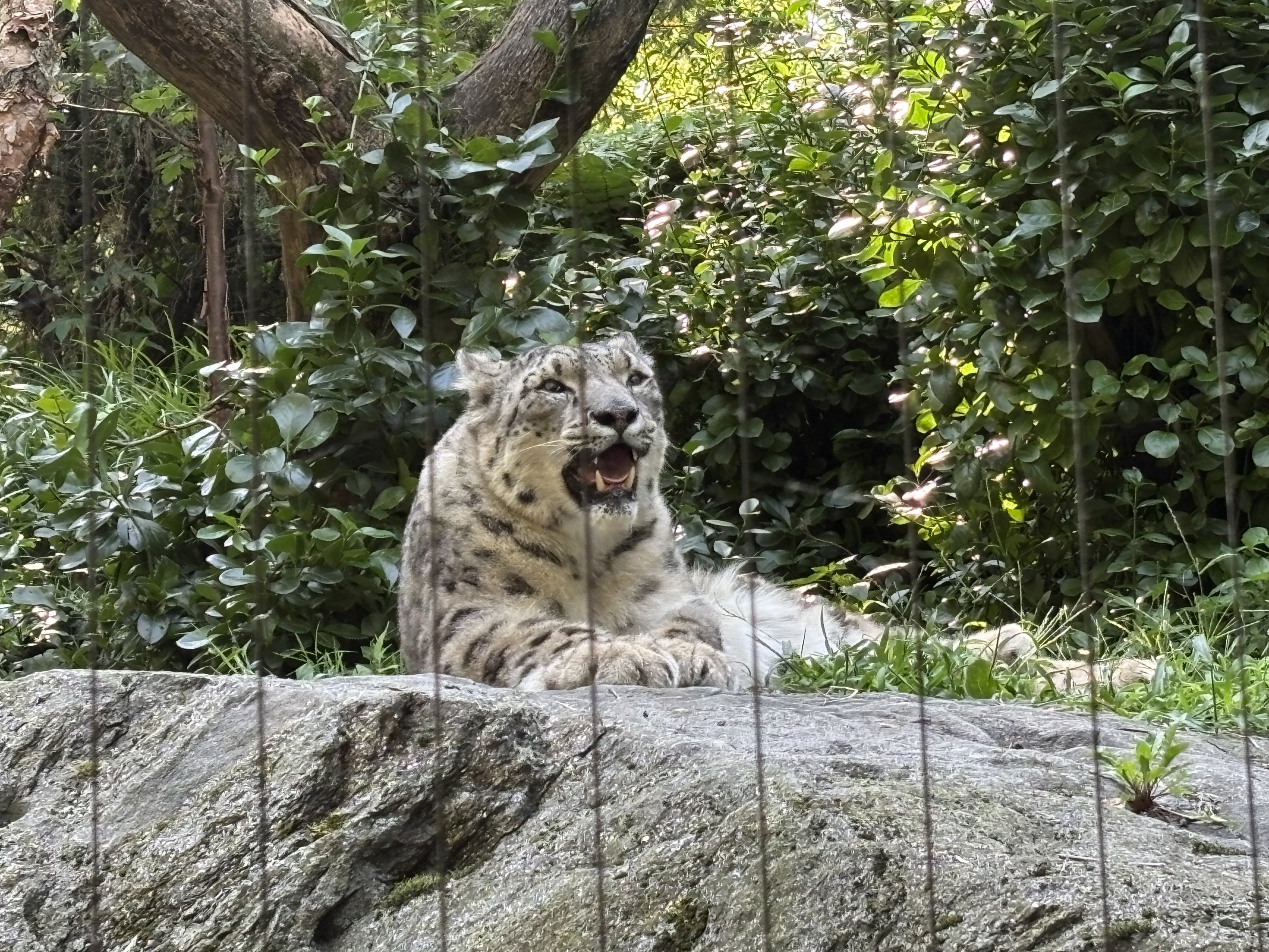 Snow Leopard