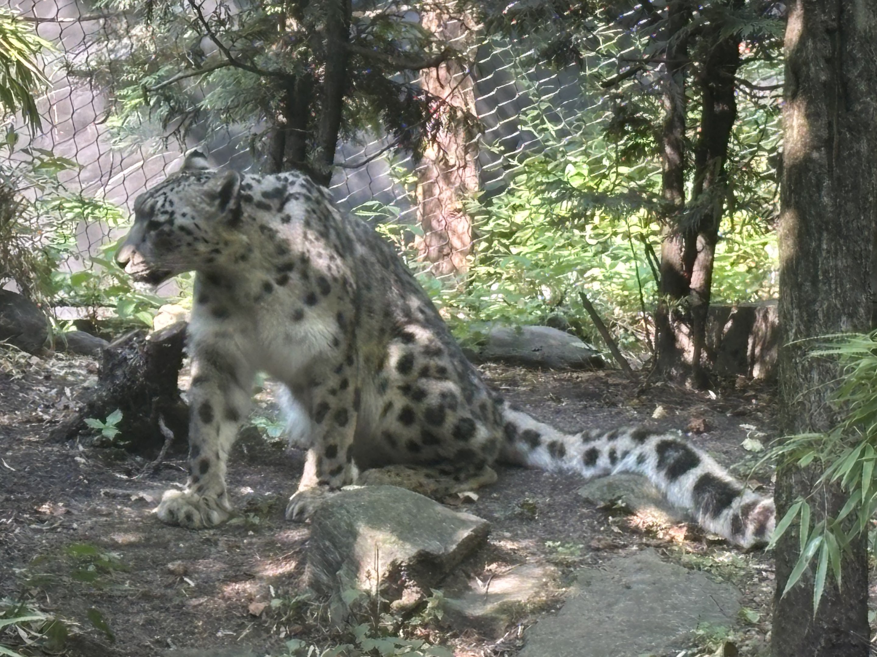 Snow Leopard